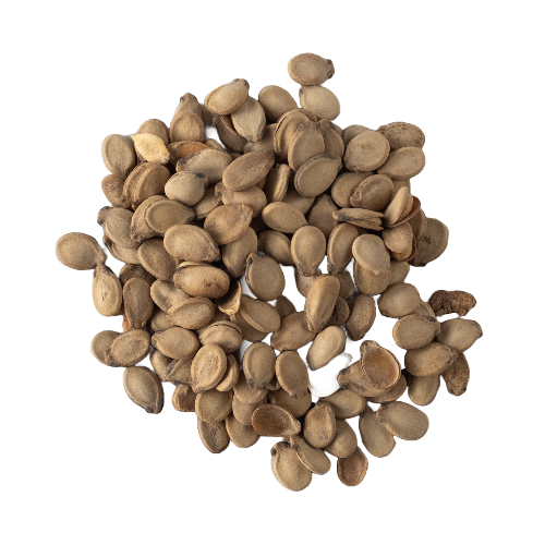 Watermelon Seeds Palestinian - 10 Lb/Bag